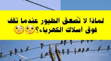 سر يكشفه العلم.. لماذا تقف الطيور على أسلاك الكهرباء بأمان ولا تُصعق؟ 1